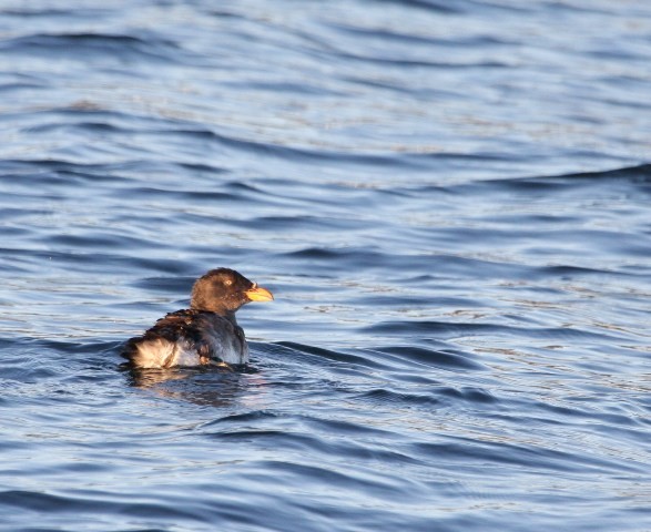 Rhinoceros Auklet